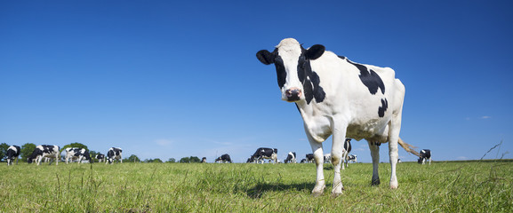 Livestock Support
