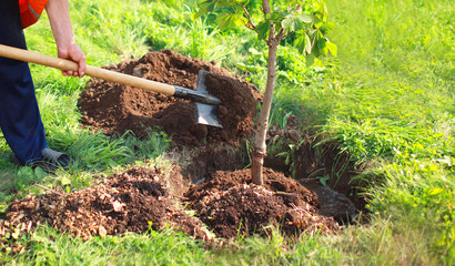 Tree Plantation Drive